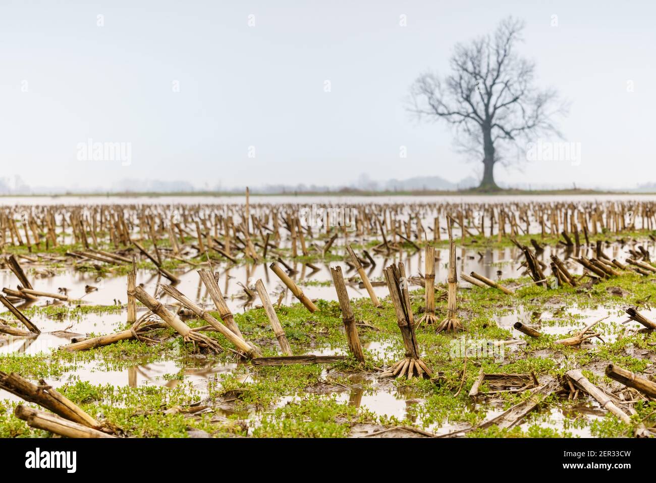 Niveau d'eau élevé avec végétation stérile d'hiver atteignant au-dessus de la rivière. Banque D'Images