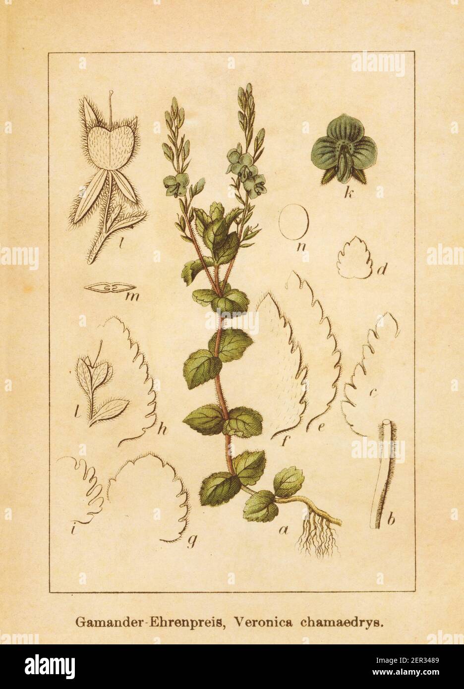 Illustration ancienne d'une veronica chamaedrys, également connue sous le nom de germander speedwell ou oiseau-oeil speedwell. Gravé par Jacob Sturm (1771-1848) et publ Banque D'Images