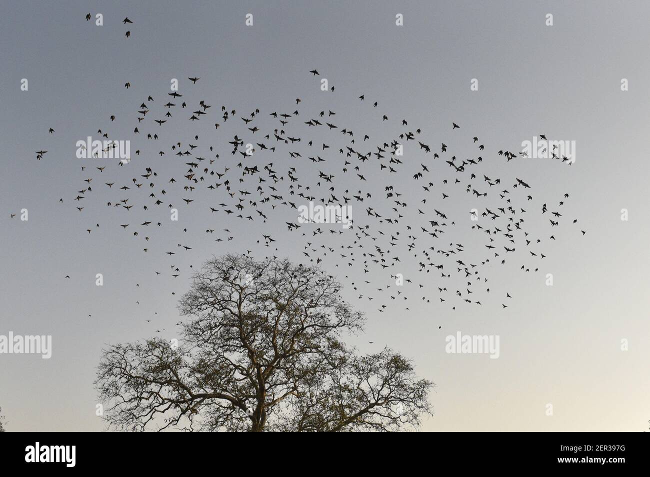 NEW DELHI, INDE - 29 MARS : un troupeau d'étoiles de Rosy se rassemblent sous le ciel de la soirée, près des jardins de Lodhi, le 30 mars 2018 à New Delhi, Inde. (Photo de Sanchit Khanna/Hindustan Times/Sipa USA) pour aller avec l'histoire de joydeep Banque D'Images