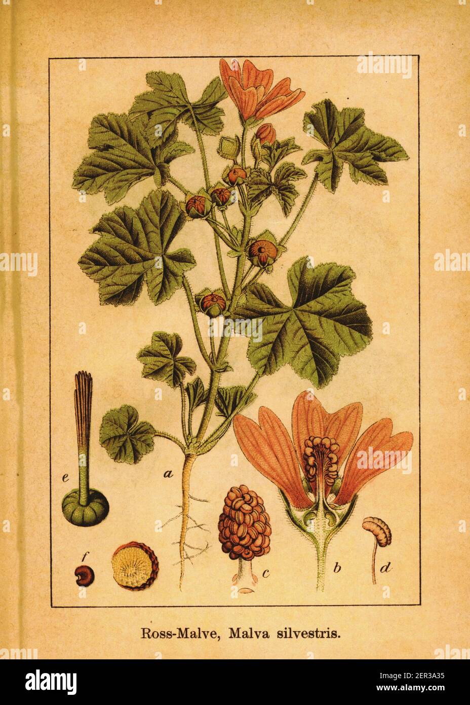Gravure antique de haut malow. Illustration de Jacob Sturm (1771-1848) du livre Deutschlands Flora in Abbildungen nach der Natur mit Beschreib Banque D'Images