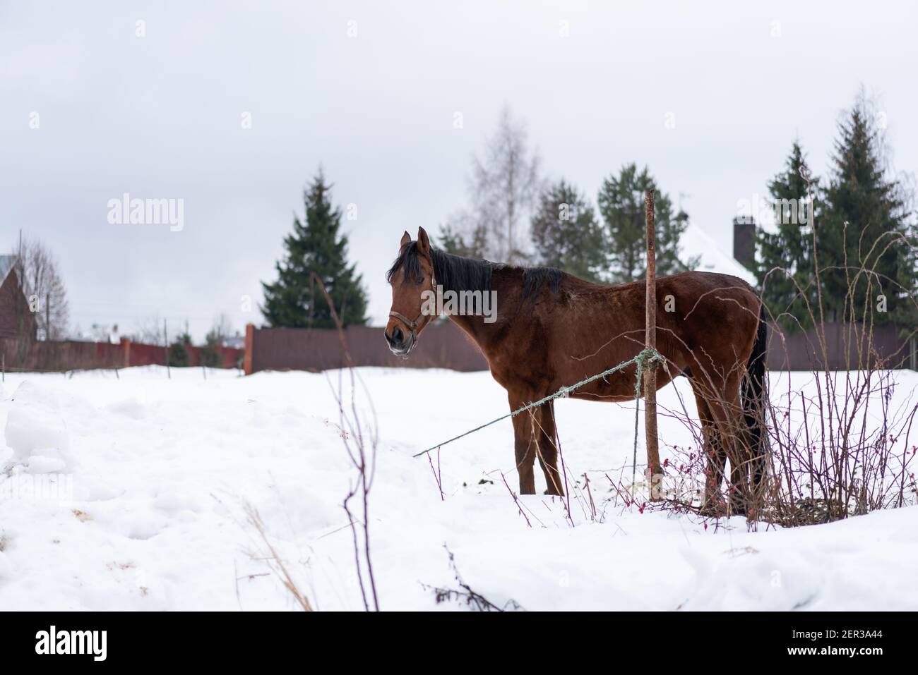 Grand cheval brun châtaignier à la traction, grand vieux cheval à l'extérieur en hiver Banque D'Images