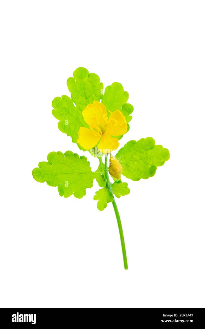 vue rapprochée de la fleur de celandine isolée sur fond blanc. découpe pour une utilisation en pharmacie de conception Banque D'Images