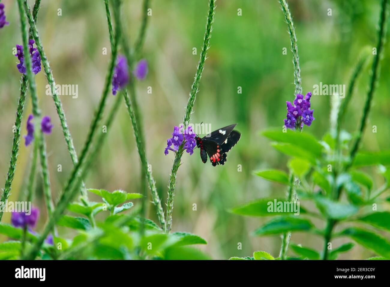 babeurre mangeant le nectar sur une fleur violette Banque D'Images