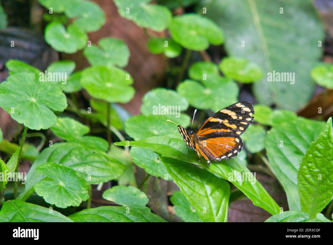 papillon au costa rica avec ailes orange Banque D'Images