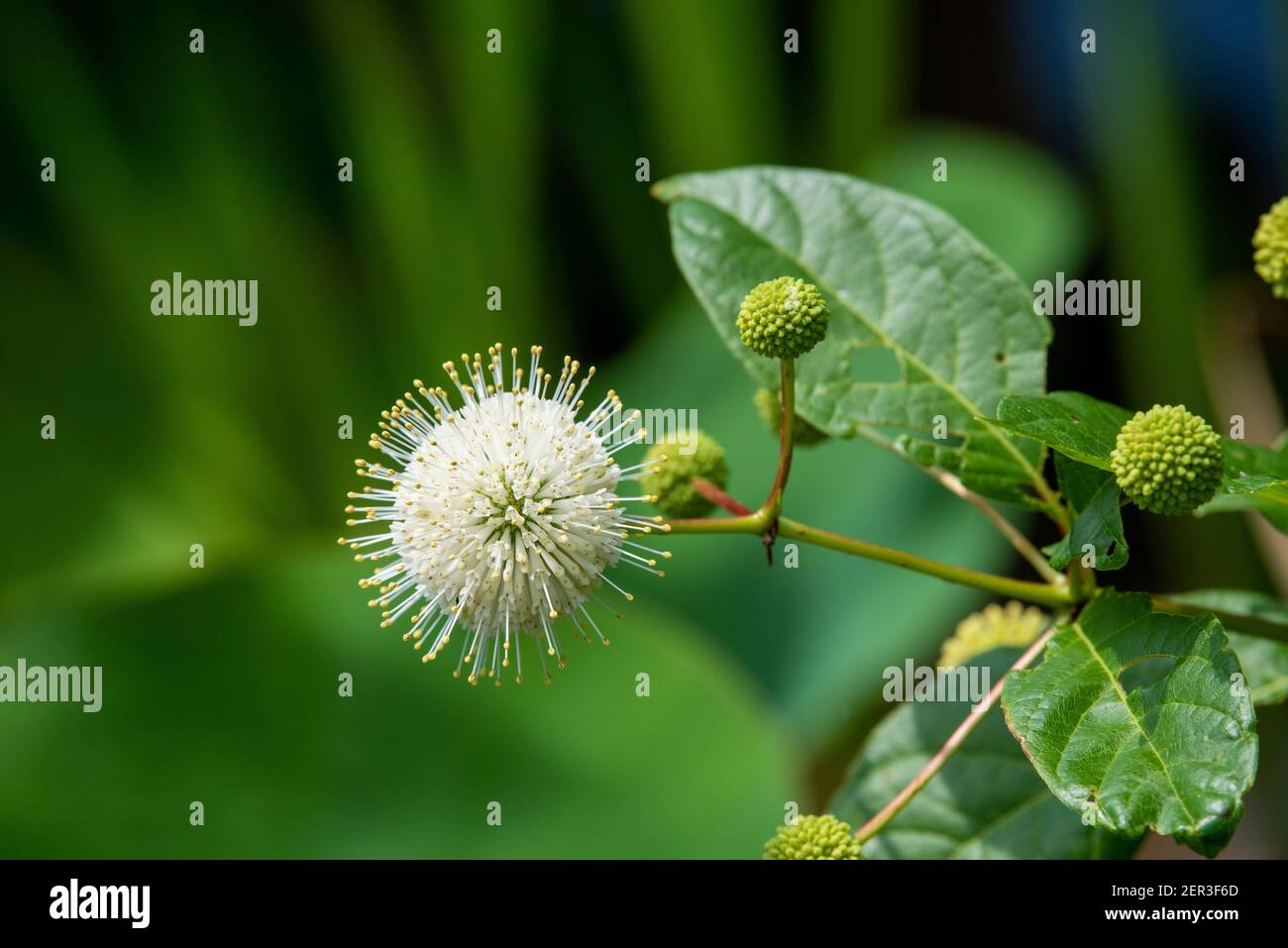 Un buttonbush commun (Cephalanthus occidentalis) est également connu sous le nom de saule de bouton et de cloches de miel. Banque D'Images