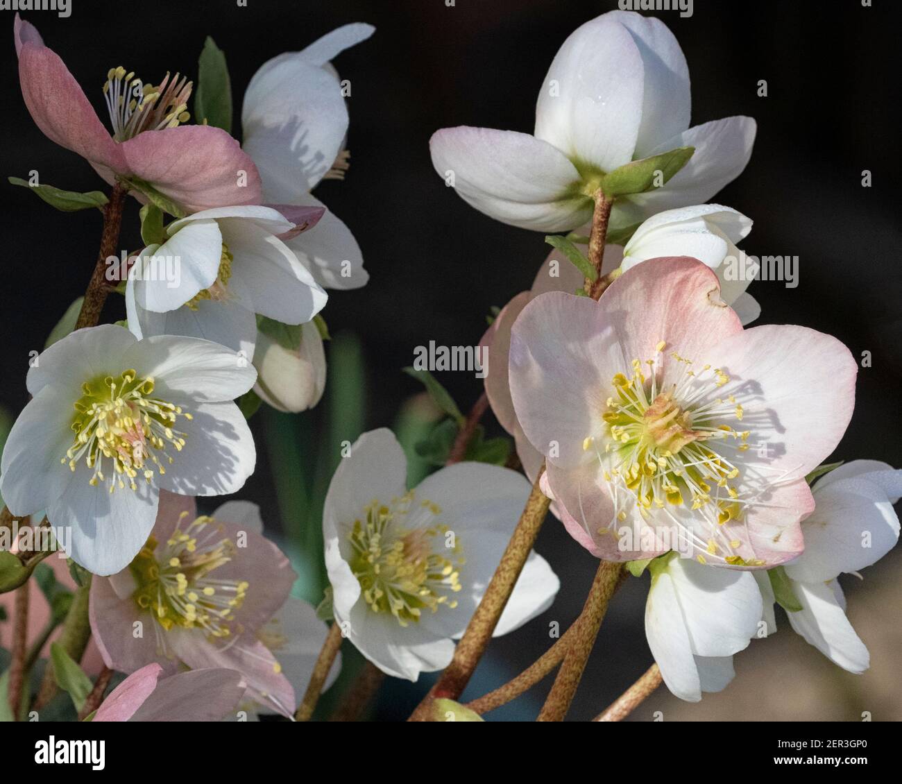 Hellébores fleuris d'hiver au soleil, gros plan Banque D'Images