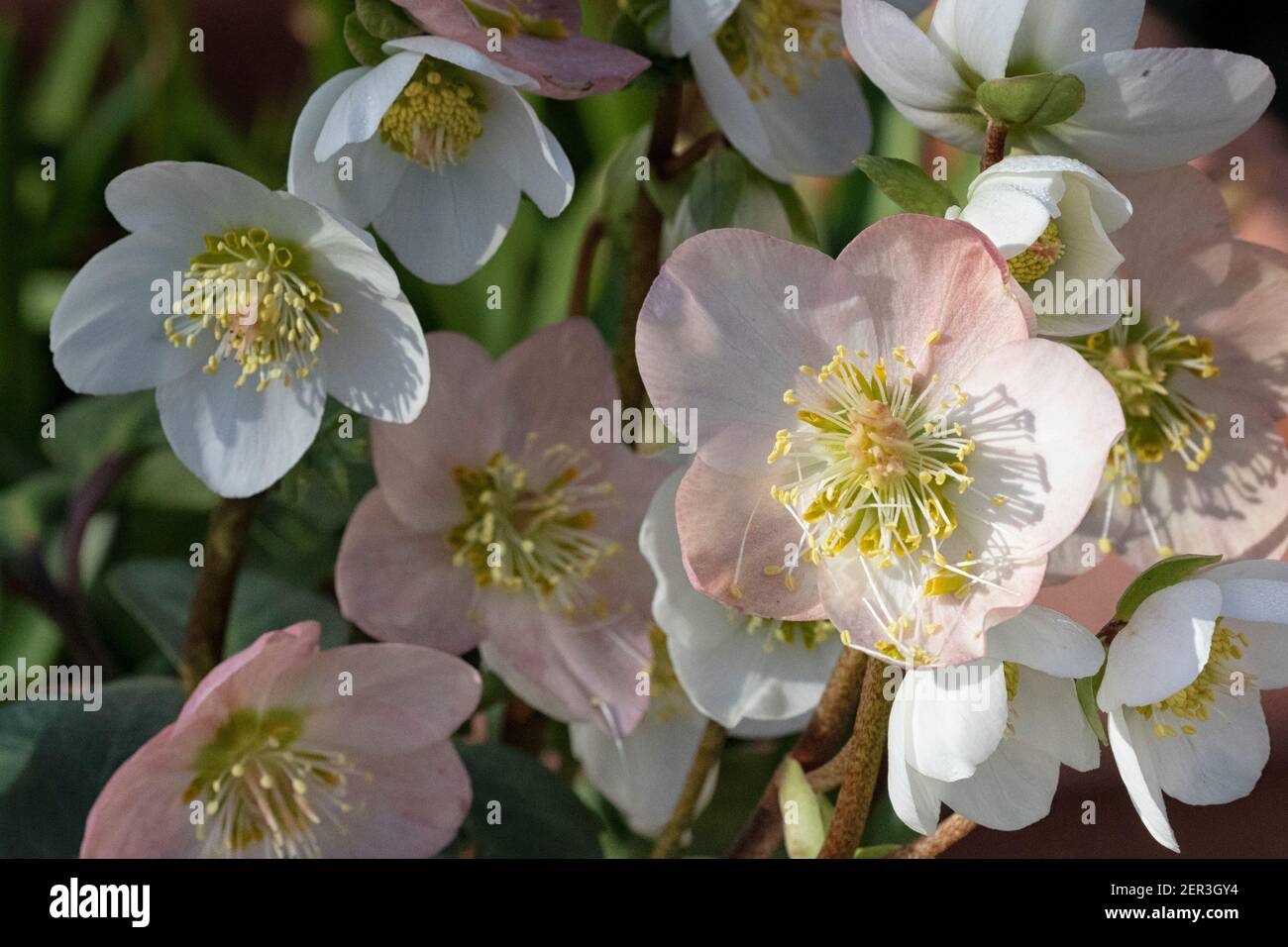 Hellébores fleuris d'hiver au soleil, gros plan Banque D'Images