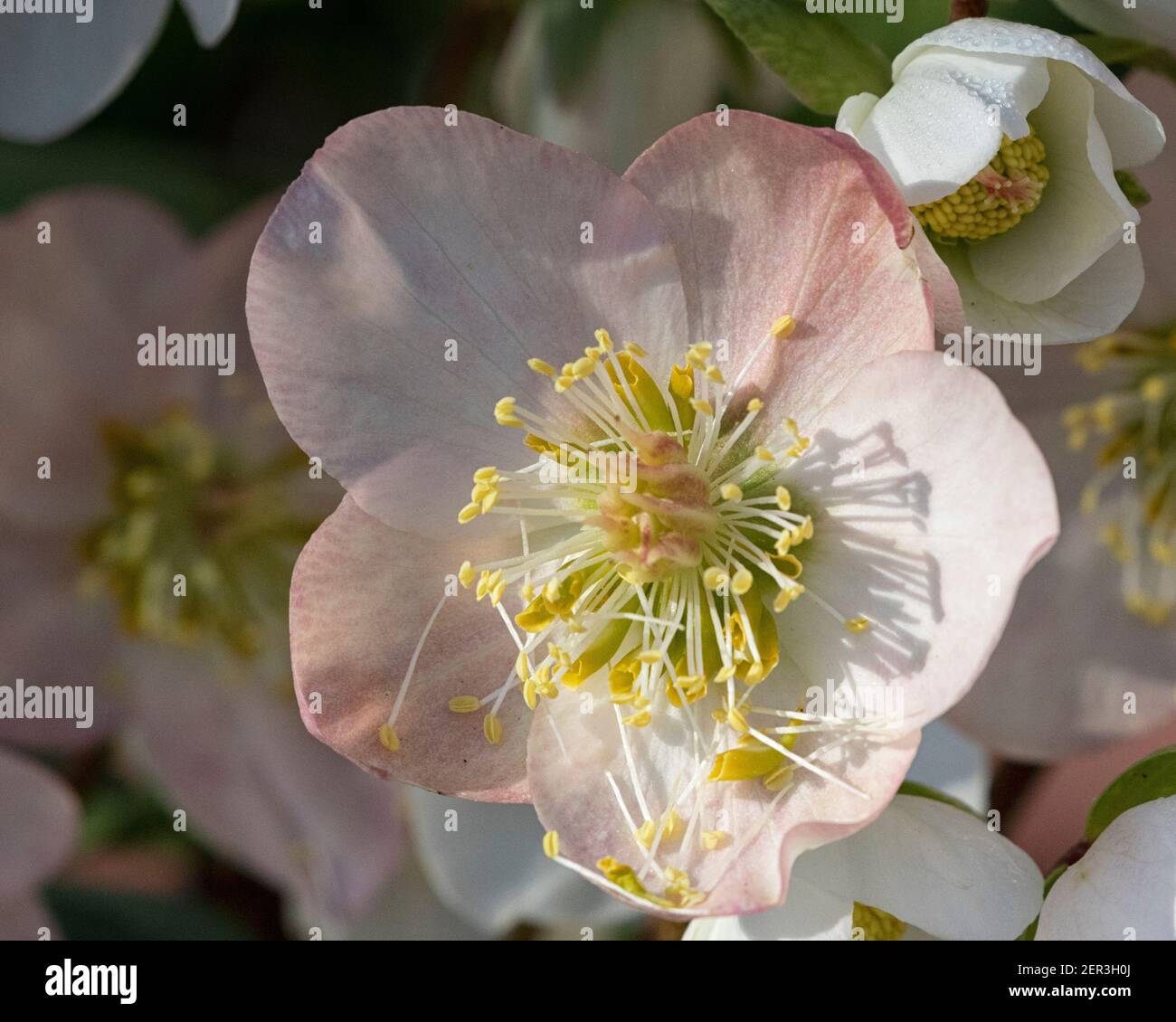 Hellébores fleuris d'hiver au soleil, gros plan Banque D'Images