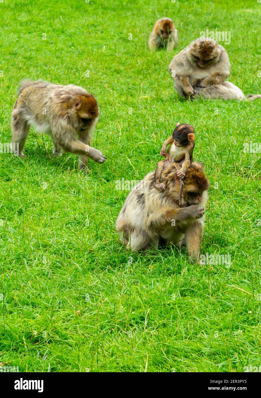 Singes macaques barbares familiaux avec jeunes en captivité au Monkey Forêt à Trentham Staffordshire Angleterre Royaume-Uni Banque D'Images