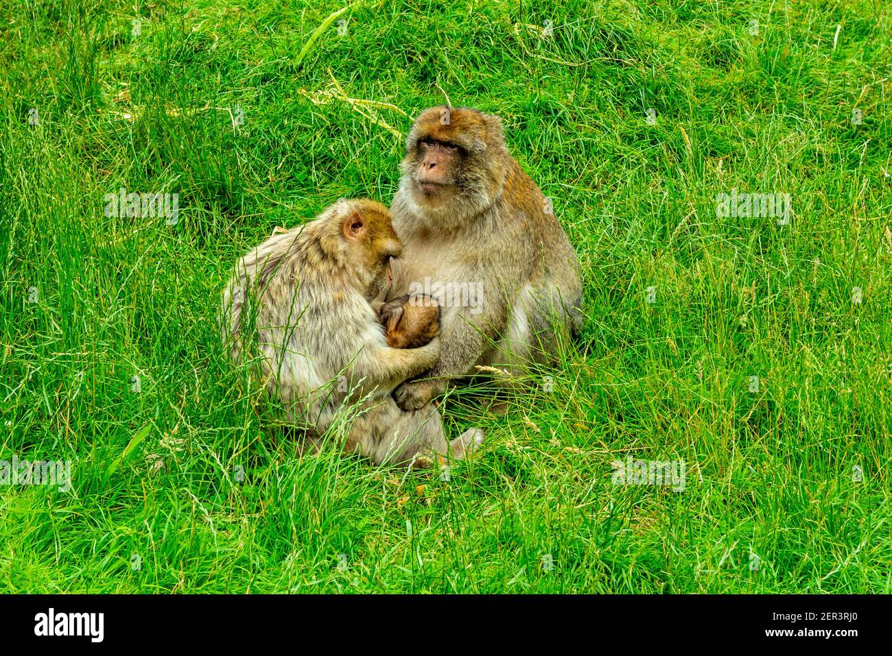 Singes macaques barbares familiaux avec jeunes en captivité au Monkey Forêt à Trentham Staffordshire Angleterre Royaume-Uni Banque D'Images