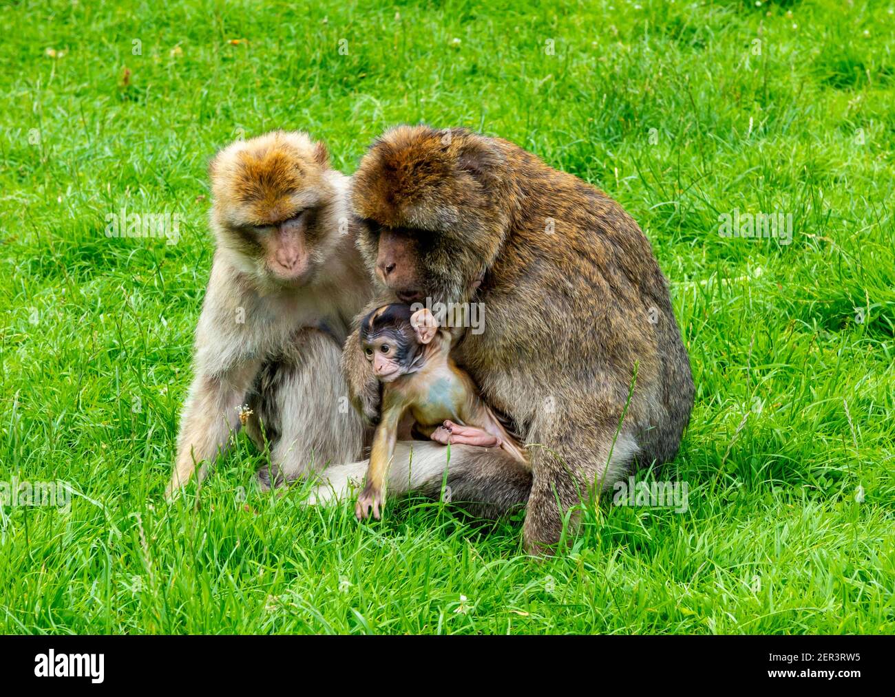 Singes macaques barbares familiaux avec jeunes en captivité au Monkey Forêt à Trentham Staffordshire Angleterre Royaume-Uni Banque D'Images