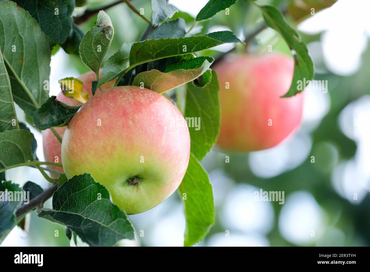 Apple Discovery, Malus domestica Discovery, pommes dessert poussant dans un verger anglais Banque D'Images