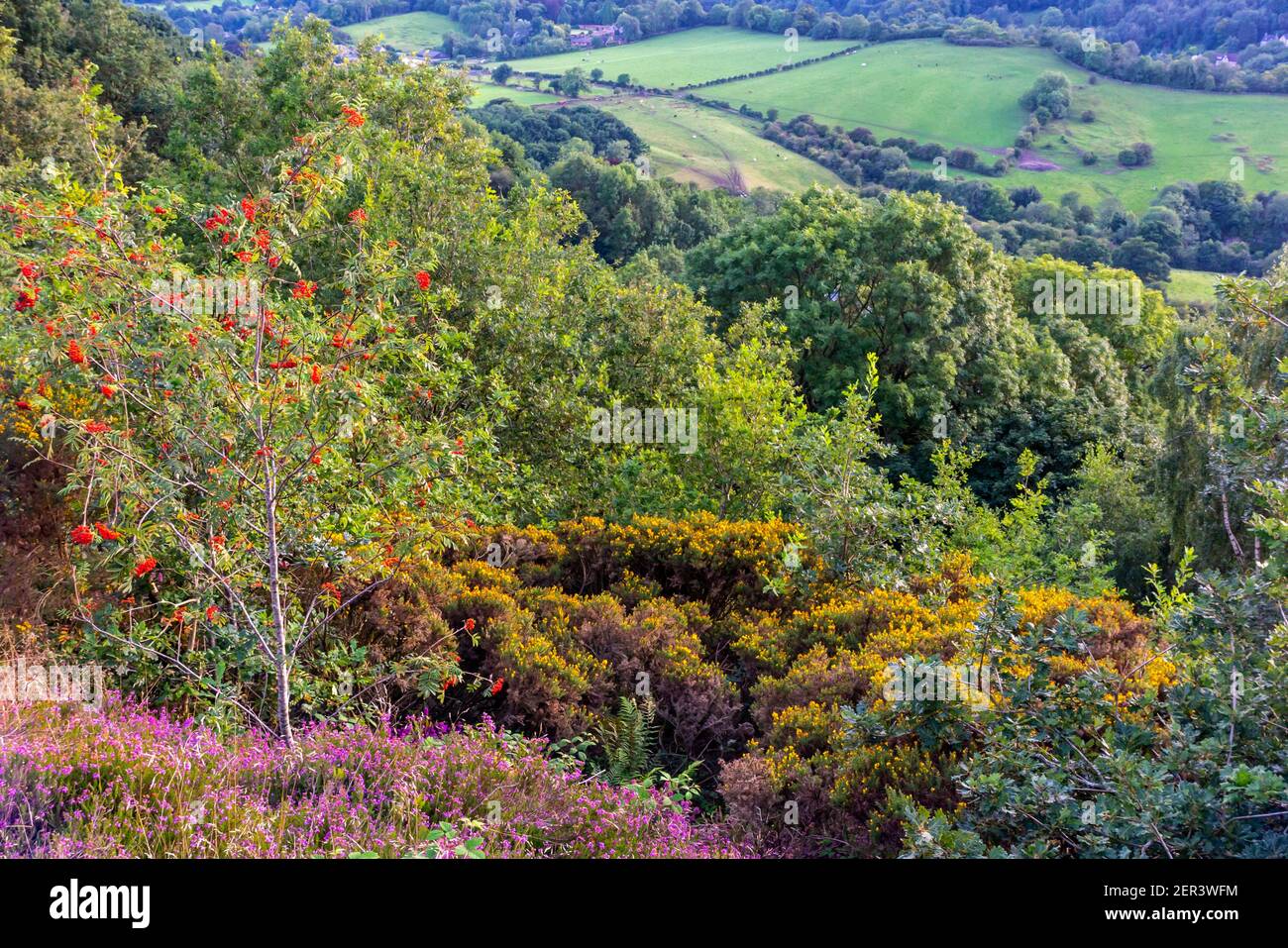 Vue sur le paysage à Starholmes près de Matlock dans le Derbyshire Dales Peak District Angleterre Royaume-Uni avec des arbres dans la couleur de la fin de l'été. Banque D'Images