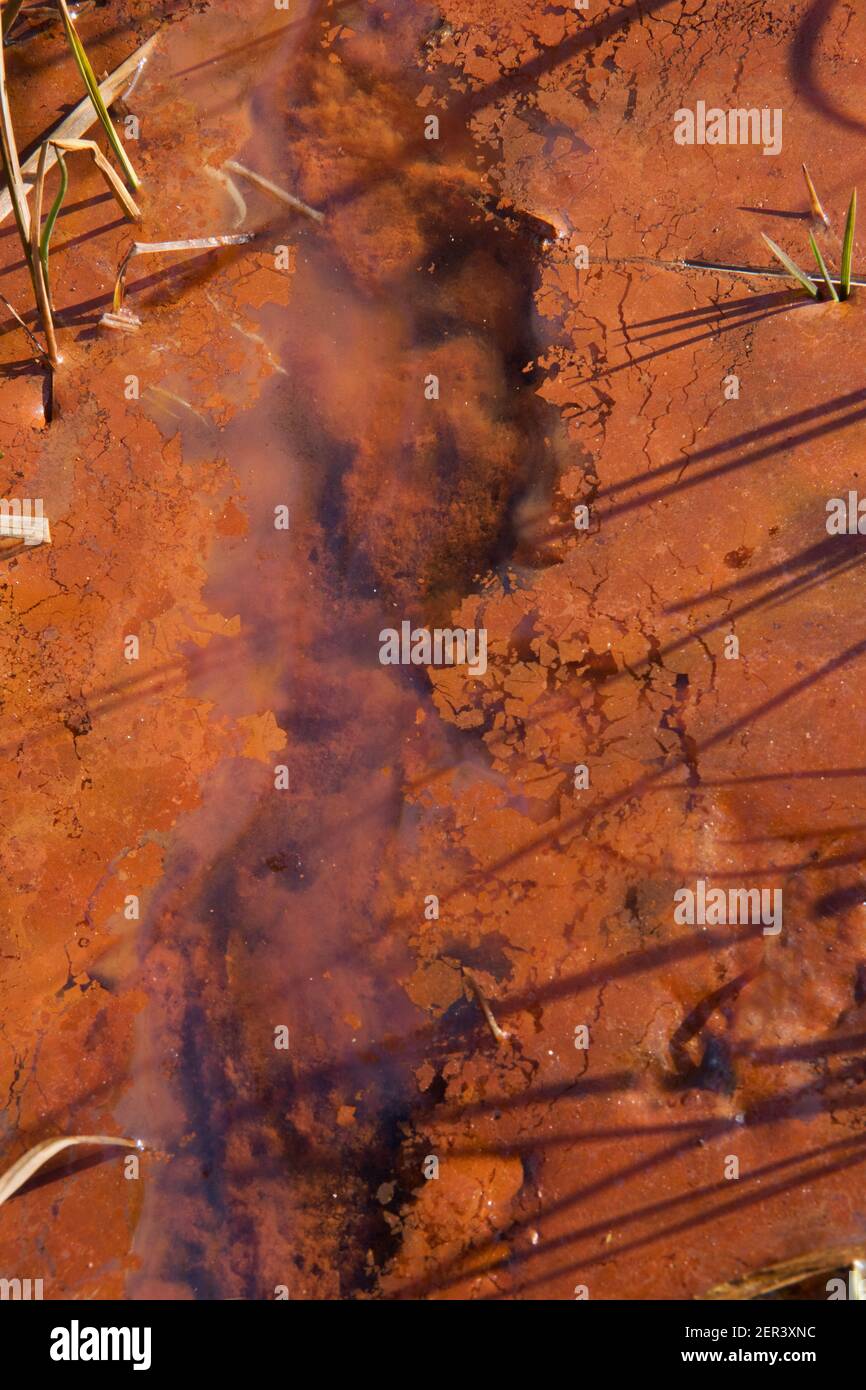 Infiltration d'eaux souterraines riches en fer dans une rivière, formant de l'oxyde de fer rouge-orange et de l'hydroxyde dans la boue et l'eau Banque D'Images