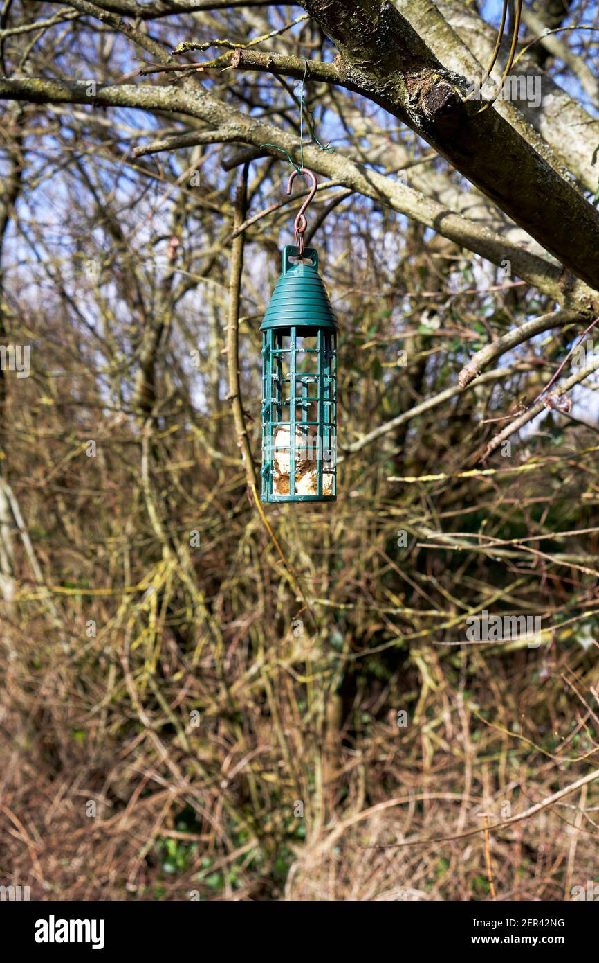 Mangeoire à oiseaux contenant des boules de graisse suspendues à une branche d'arbre Banque D'Images