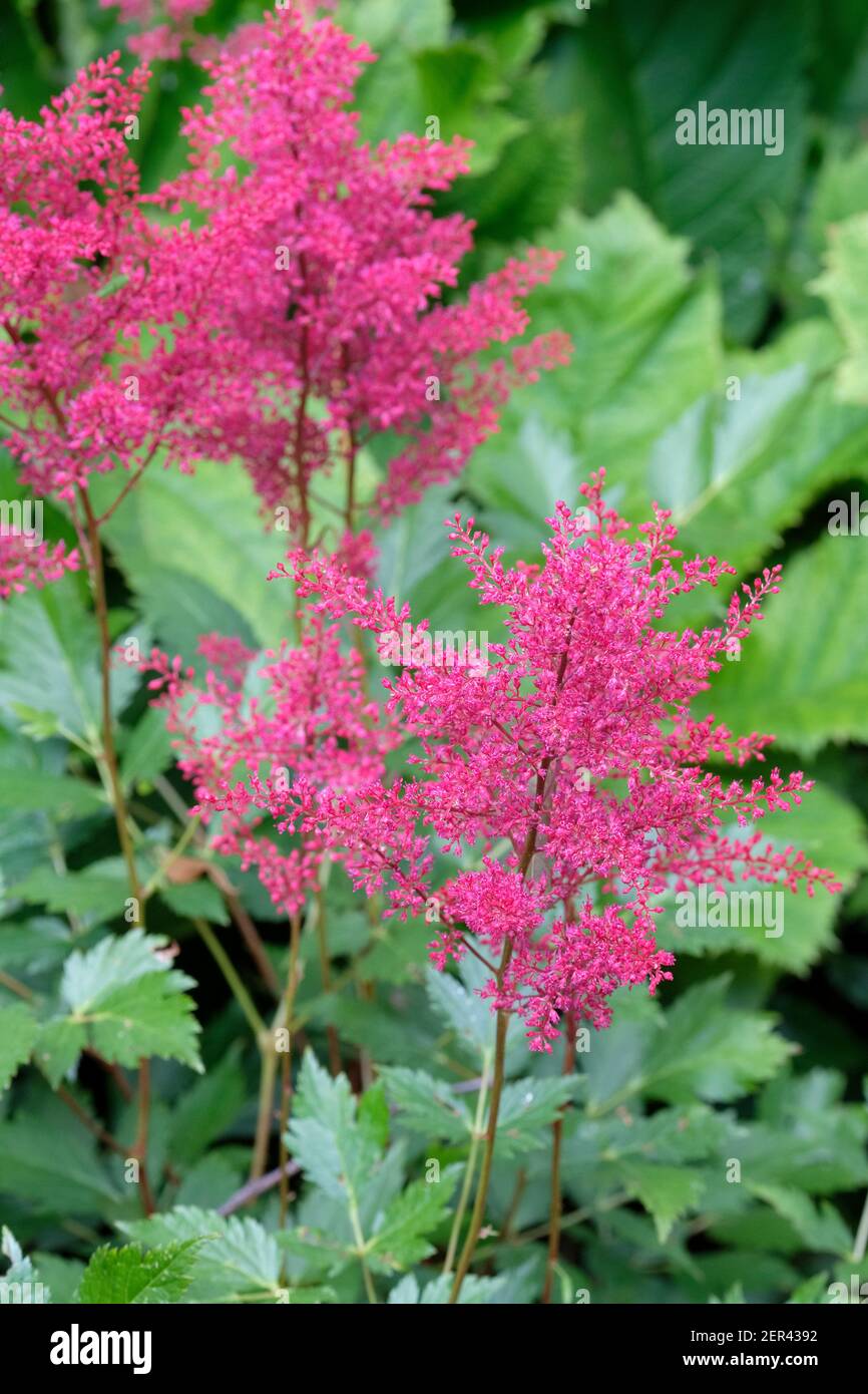 Astilbe 'ontogomery' (japonica hybride). Astilbe japonica « Montgomery ». Japonais Astilbe 'ontogomery'. Fleurs rouge-magenta Banque D'Images
