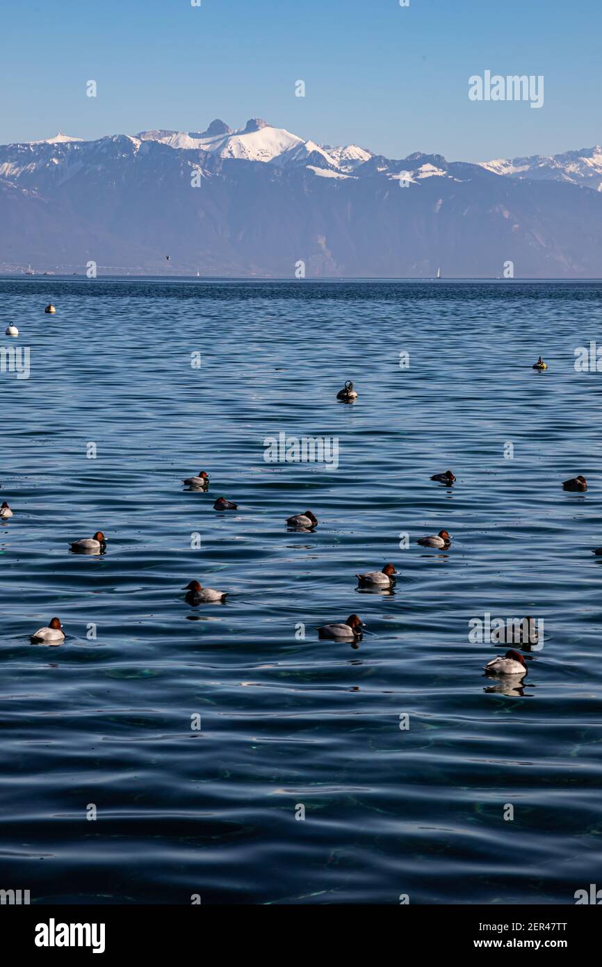 Lac de Genève et Alpes vus de Lausanne, Suisse Banque D'Images