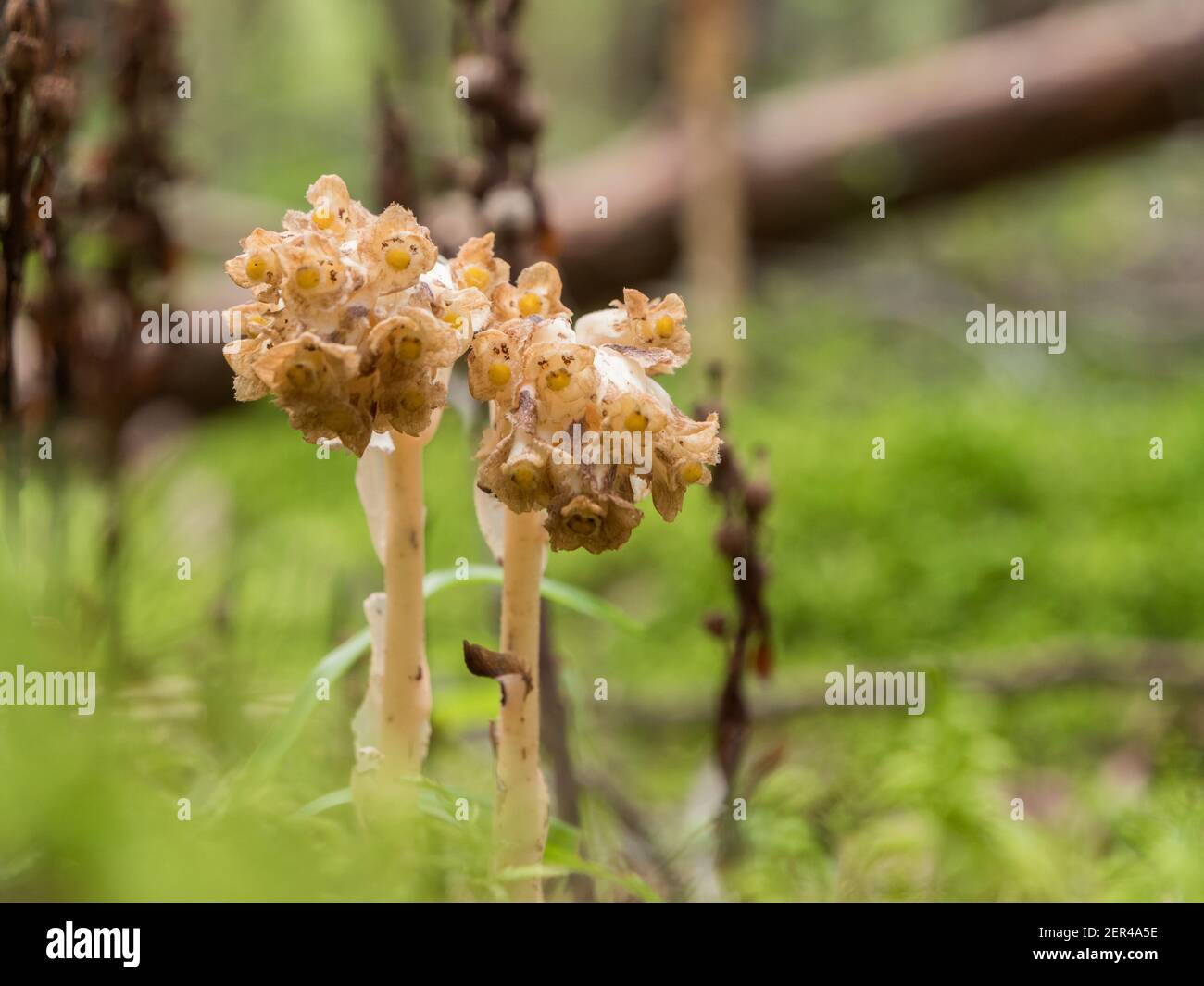 Pinesap fleurit dans la forêt boréale Banque D'Images