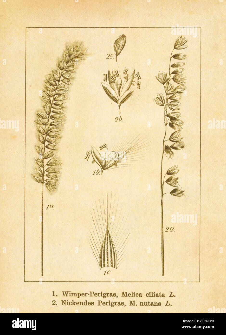 Illustration antique d'une mélica ciliata (également connue sous le nom de mélique poilue ou soyeuse) et de nutans de mélica. Gravé par Jacob Sturm (1771-1848) et p Banque D'Images