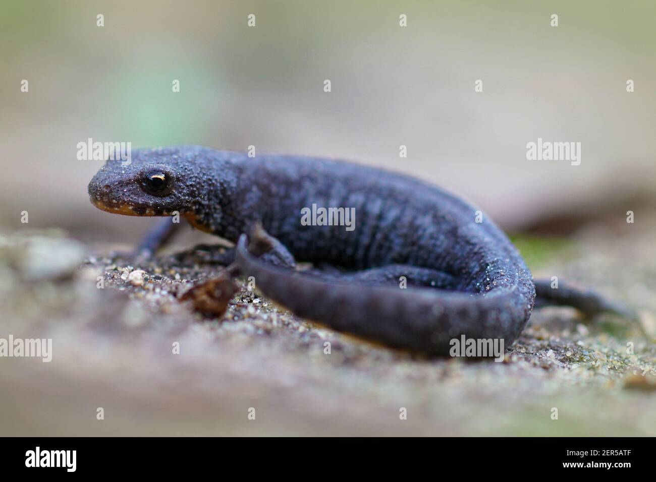 Gros plan d'une femelle alpestre terrestre, Ichthyosaura alpestris Banque D'Images