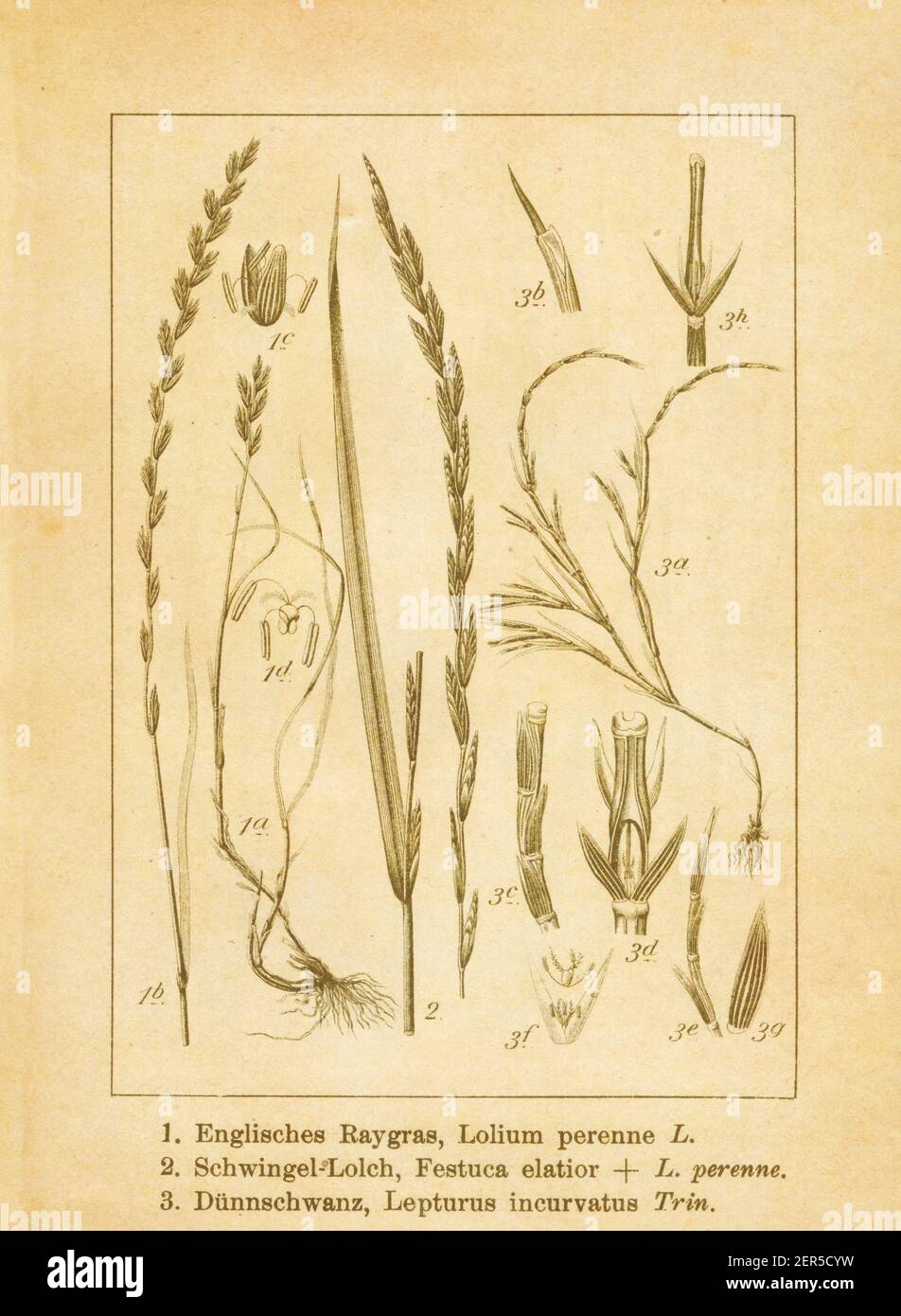 Illustration antique de lolium perenne (également connu sous le nom de raygrass vivace), festuca elatior (également connu sous le nom de fétuque haute) et lepturus incurvatus (également k Banque D'Images