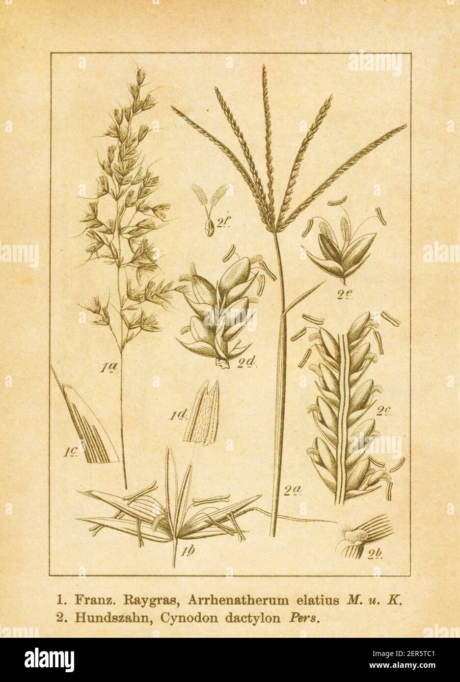 Illustration ancienne d'un arrhenatherum elatius (également connu sous le nom de grand Oatgrass, faux Oatgrass, grand OAT de prairie, canapé d'oignon ou tobre Oatgrass) et cyn Banque D'Images