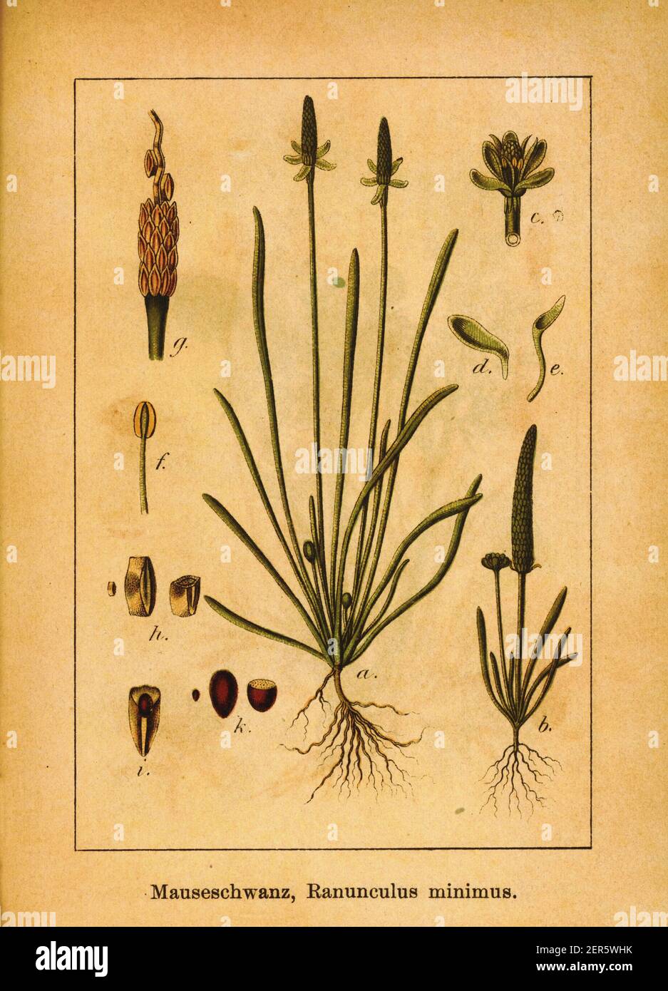 gravure du xixe siècle d'un minuscule mousail. Illustration de Jacob Sturm (1771-1848) du livre Deutschlands Flora in Abbildungen nach der Natur mit B. Banque D'Images
