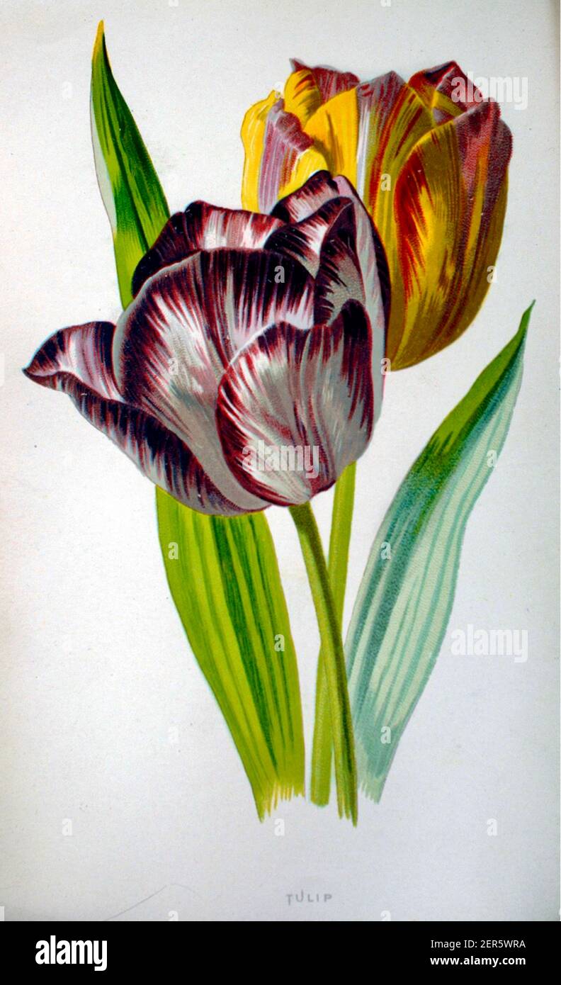 Œuvre d'art vintage tulipe Flowers par Frederick Edward Hulme de familier Fleurs de jardin par Shirley Hibberd Banque D'Images