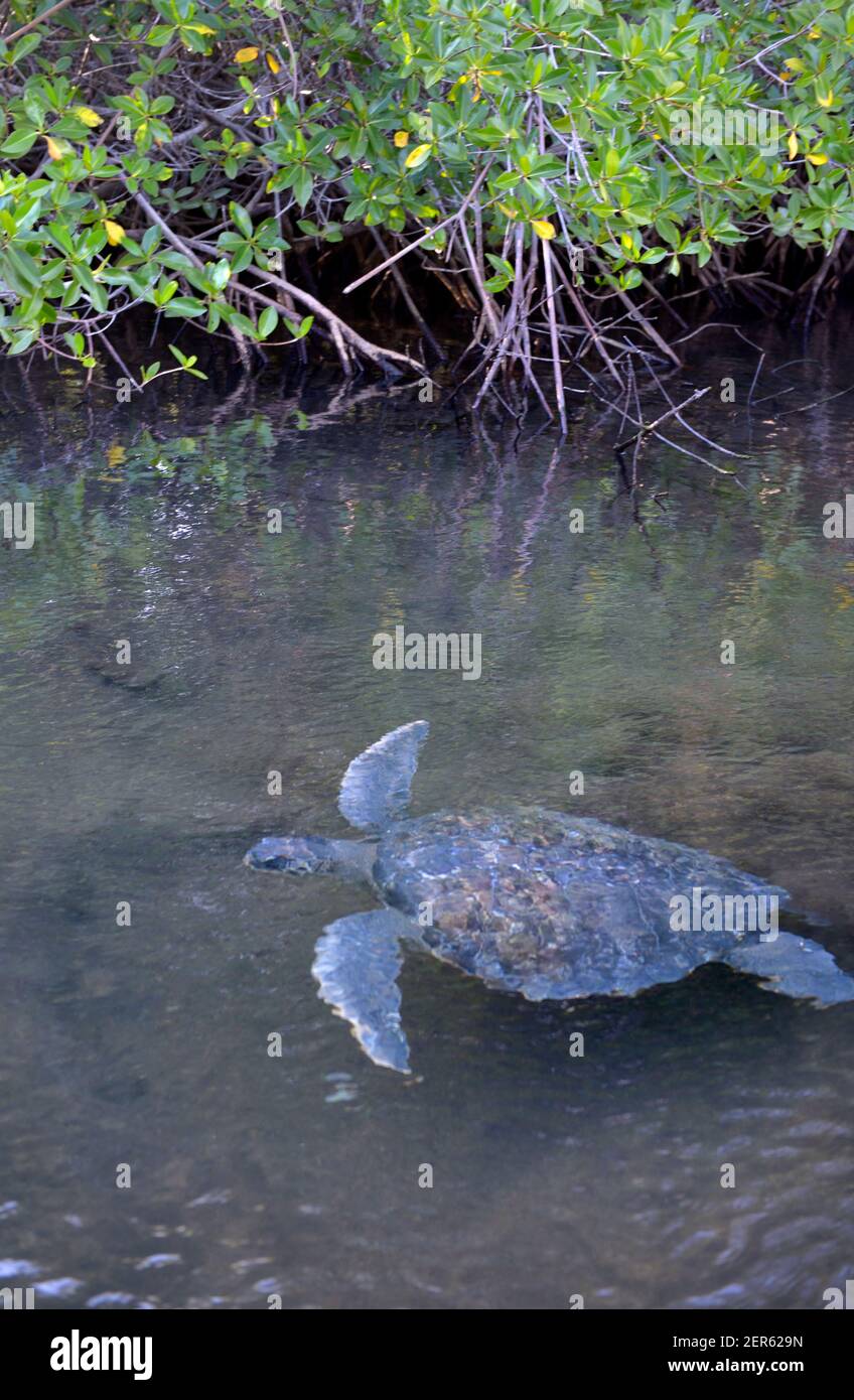 Tortue verte Galapagos (Chelonia mydas agassisi), baie Elizabeth, île Isabela, îles Galapagos, Équateur Banque D'Images