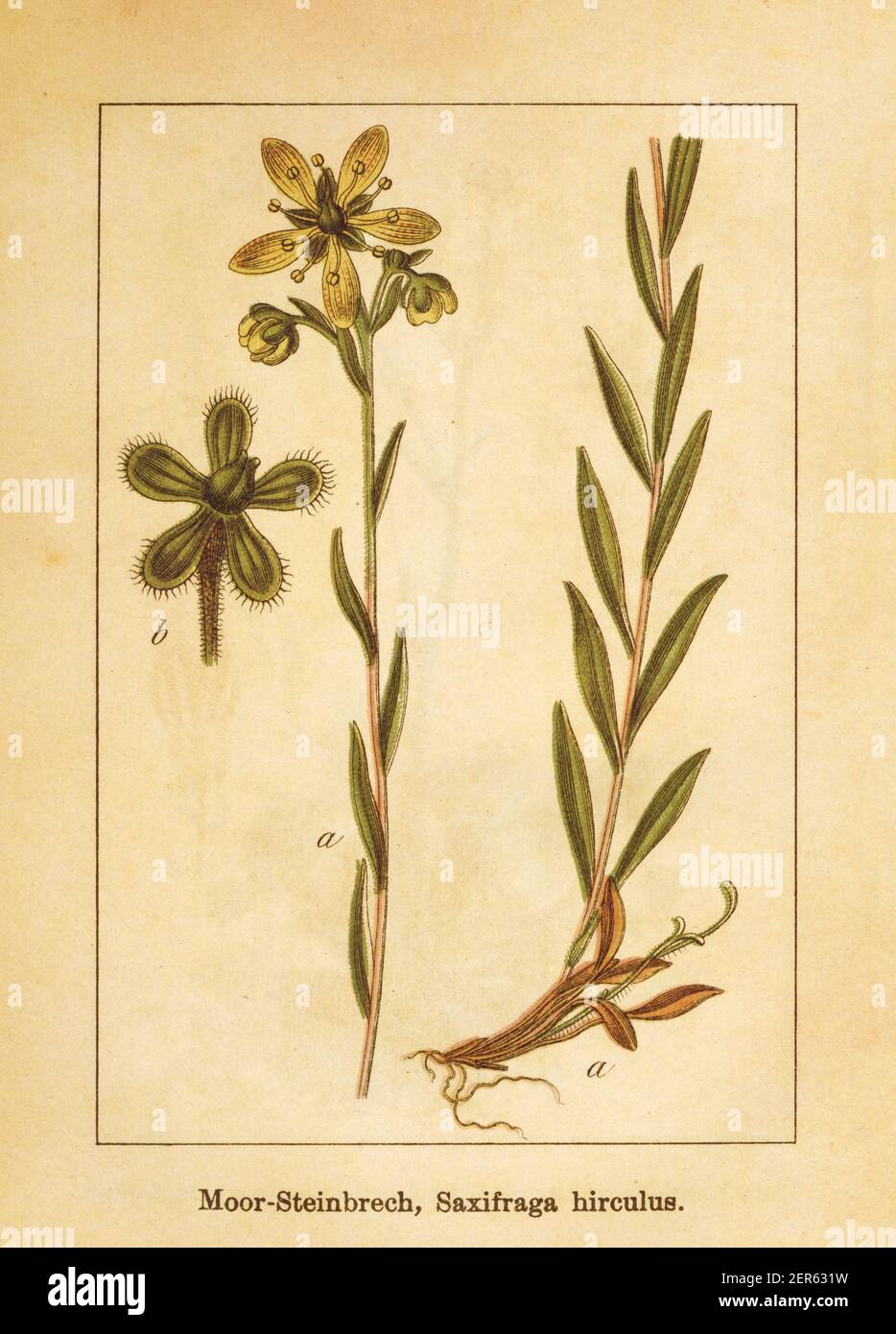 Illustration antique d'un hretrifulus saxifraga, également connu sous le nom de saxifrage jaune de marais. Gravé par Jacob Sturm (1771-1848) et publié dans le livre Deut Banque D'Images