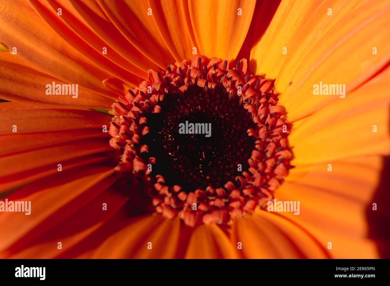 Gros plan sur le cœur d'un Gerber Daisy orange dans la lumière du soleil Banque D'Images