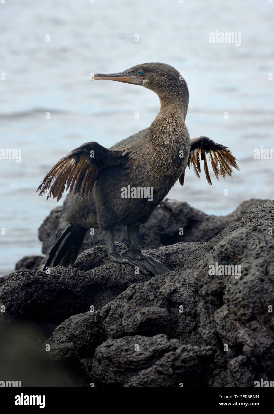 Cormorant sans vol ou Galapagos Cormorant (Phalacrocorax harrisi), baie d'Urbina, île Isabela, îles Galapagos, Équateur Banque D'Images