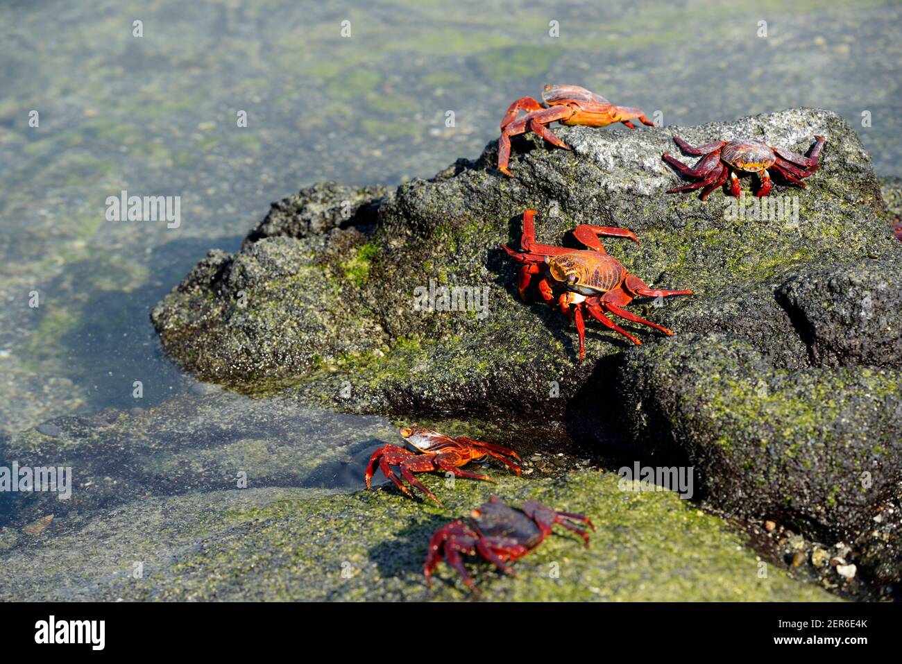 Sally Lightfoot Crab (Grapsus), Punta Espinosa, île Fernandina, îles Galápagos, Équateur Banque D'Images