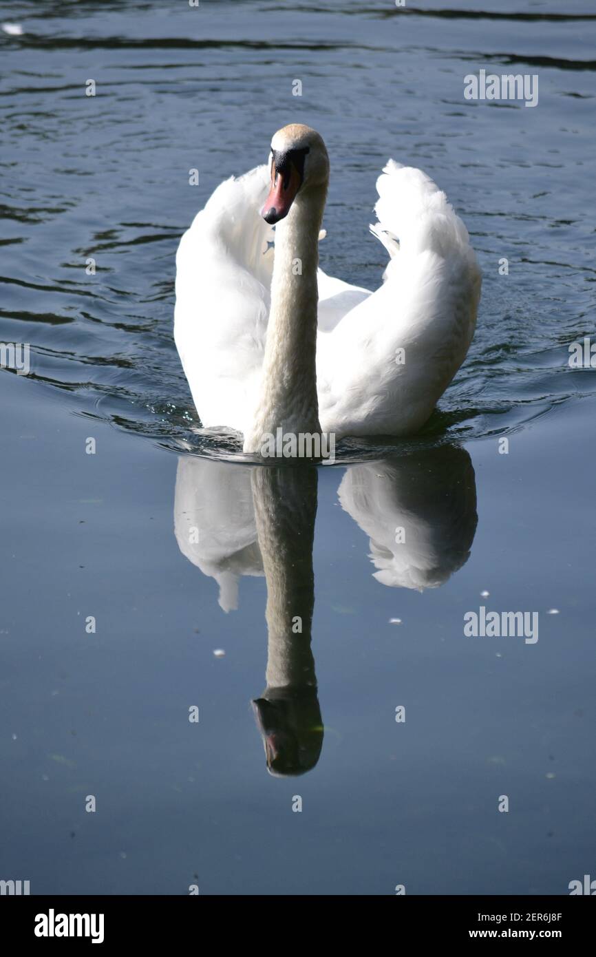 Puissant Mute Swan et sa réflexion parfaite - Scarborough simple Lac - Cygnus Olor - Sunny Day - calme et Moving Water - Yorkshire - Royaume-Uni Banque D'Images