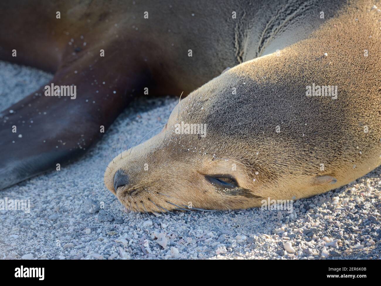Galapagos Sea lion Sleeping, Punta Espinosa, île Fernandina, îles Galapagos, Équateur Banque D'Images