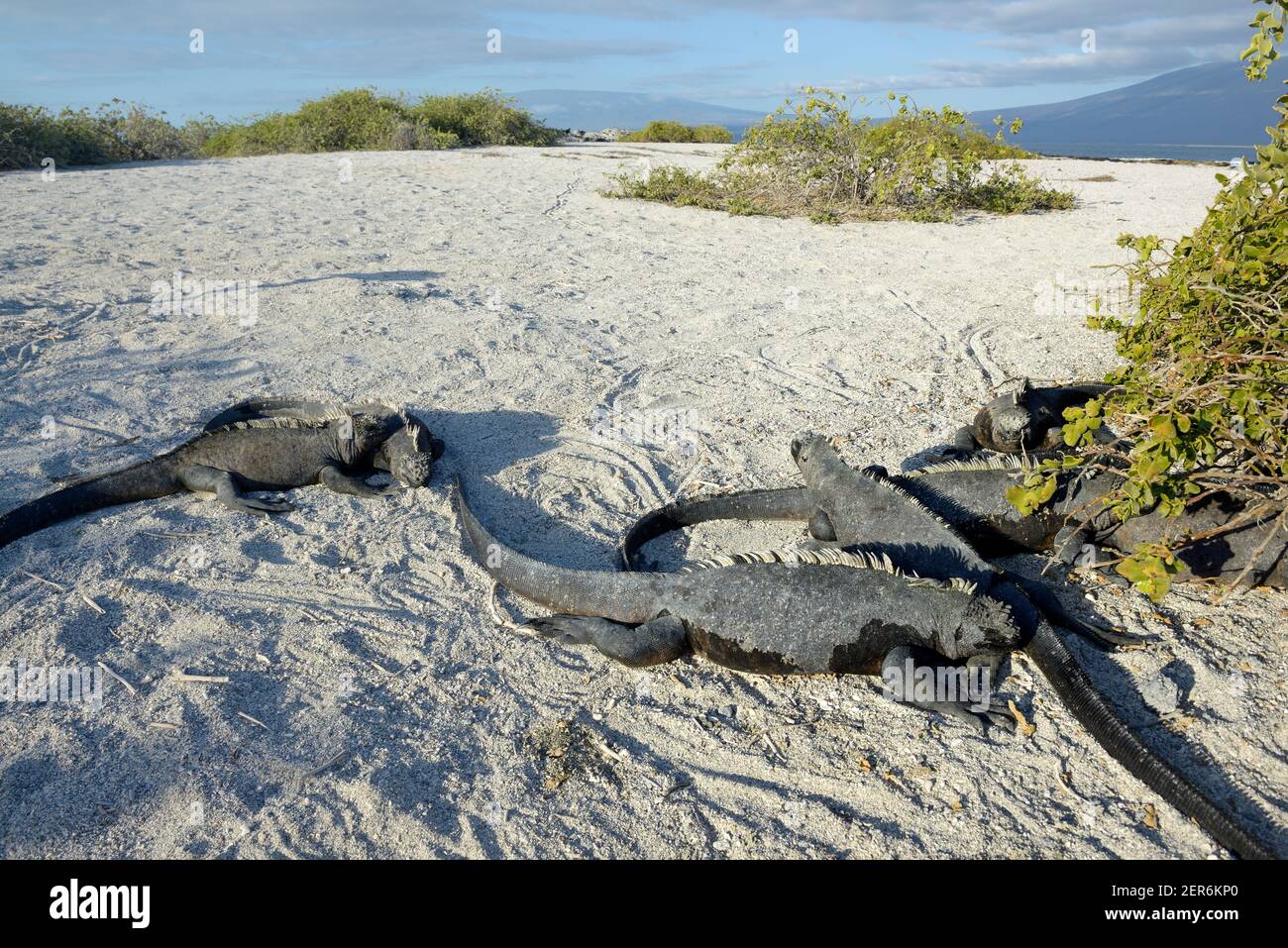 Iguana marine (Amblyrhynchus cristatus) soleil dans le sable, Punta Espinosa, île Fernandina, îles Galapagos, Équateur Banque D'Images