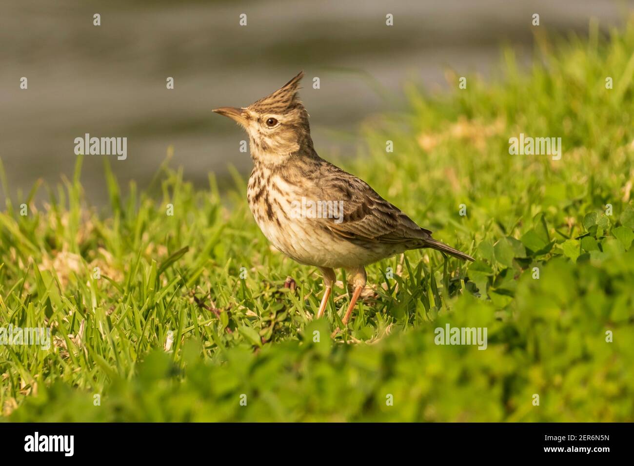 Skylark eurasien Alauda arvensis Costa Ballena Cadiz Espagne Banque D'Images
