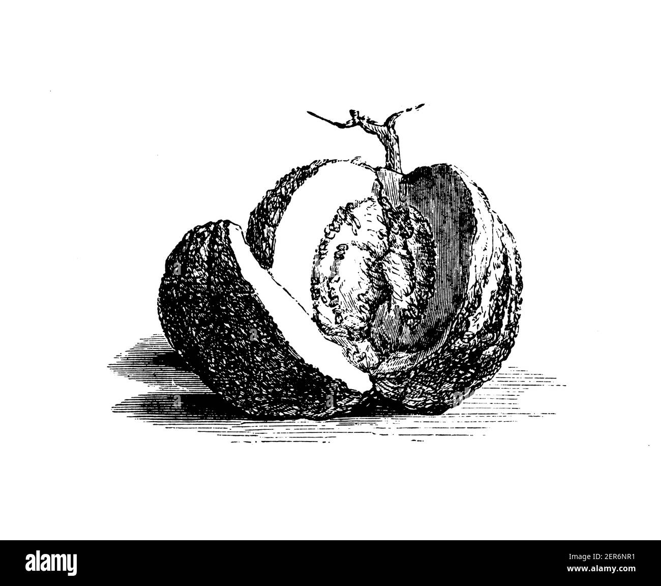 Illustration antique d'un melon. Publié dans le livre de cuisine, par Jules Goufe, Librarie Hachette et Cie (Paris, 1874). Banque D'Images