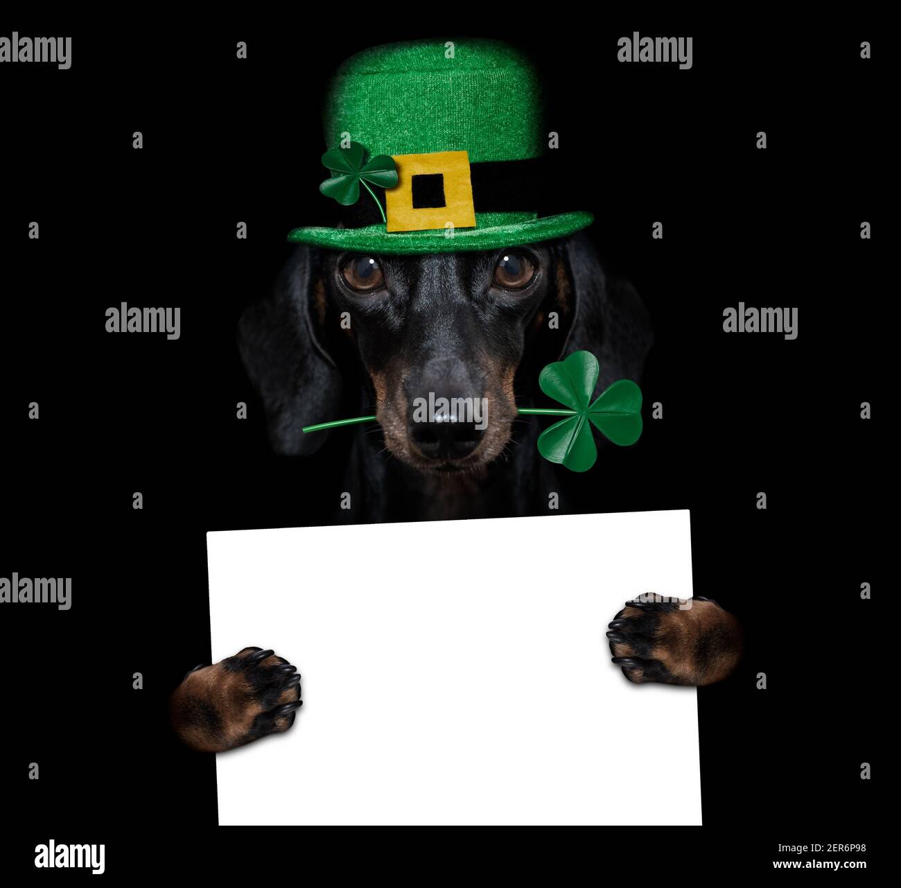 saint patricks jour dachshund chien de saucisse avec le trèfle chanceux isolé sur fond noir sombre dramtic, tenant une affiche de bannière de tableau noir Banque D'Images