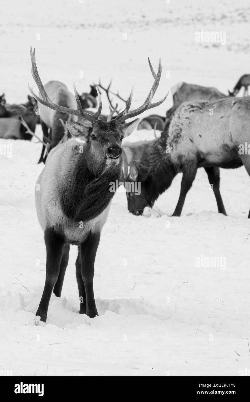 États-Unis, Wyoming, parc national de Tetons, refuge national des wapitis. Grand élan de taureau avec troupeau en hiver. NOIR ET BLANC Banque D'Images