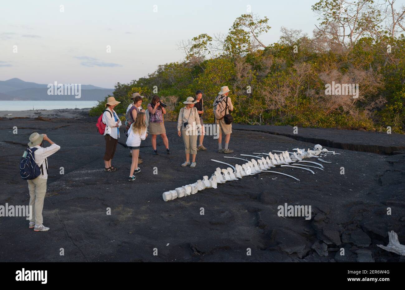 Observation des os de baleines à Punta Espinosa, île Fernandina, îles Galapagos, Équateur Banque D'Images