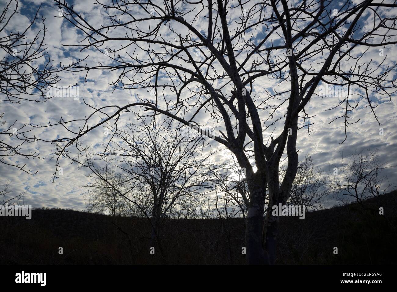 Palo santo Tree, Tage Cove, Isabela Island, Galapagos Islands, Équateur Banque D'Images