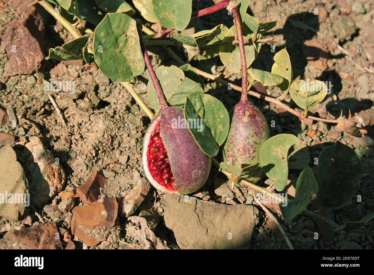 Fruits aux graines de la plante sauvage d'escalade Capparis spinosa Banque D'Images