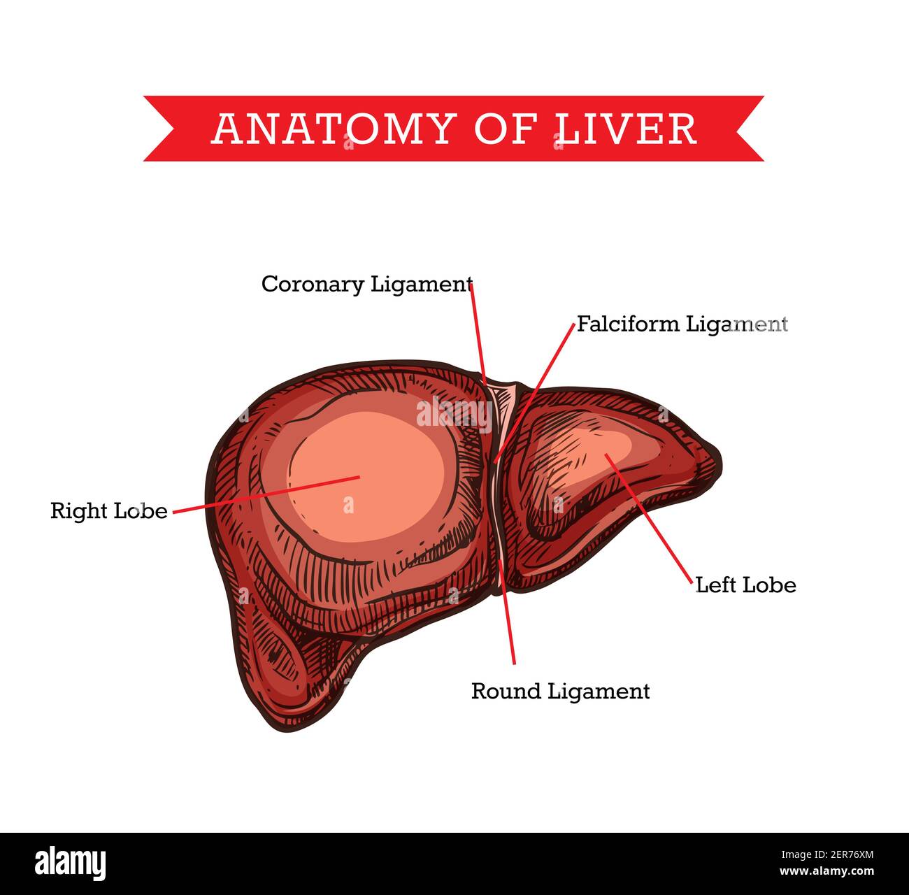 Anatomie du foie humain, esquisse vecteur médecine aide schéma de l'organe interne d'hépatologie de corps. Affiche d'aide visuelle médicale gravée du foie avec les noms des pièces Illustration de Vecteur