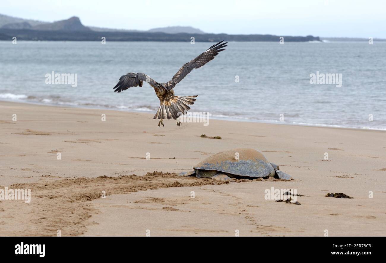 Buse de Galapagos (Buteo galapagoensis) survolant une tortue verte de Galapagos, Playa Espumilla, île de Santiago, îles de Galapagos, Équateur Banque D'Images