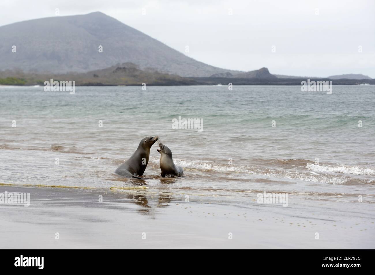 Les lions de mer Galápagos (Zalophus wollebaeki) jouent sur la plage d'Espumilla, île de Santiago, îles Galapagos, Équateur Banque D'Images