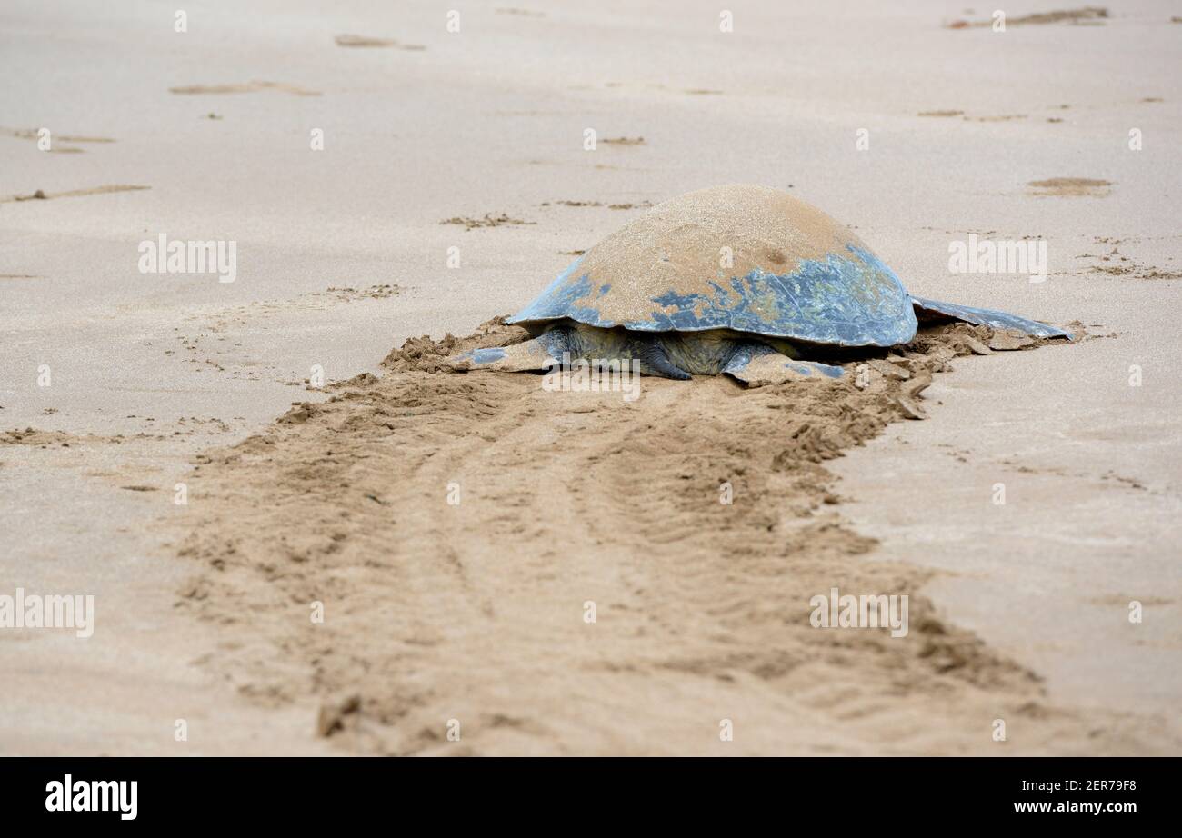 Tortue verte Galapagos (Chelonia mydas agassisi) sur Playa Espumilla, île de Santiago, îles Galapagos, Équateur Banque D'Images