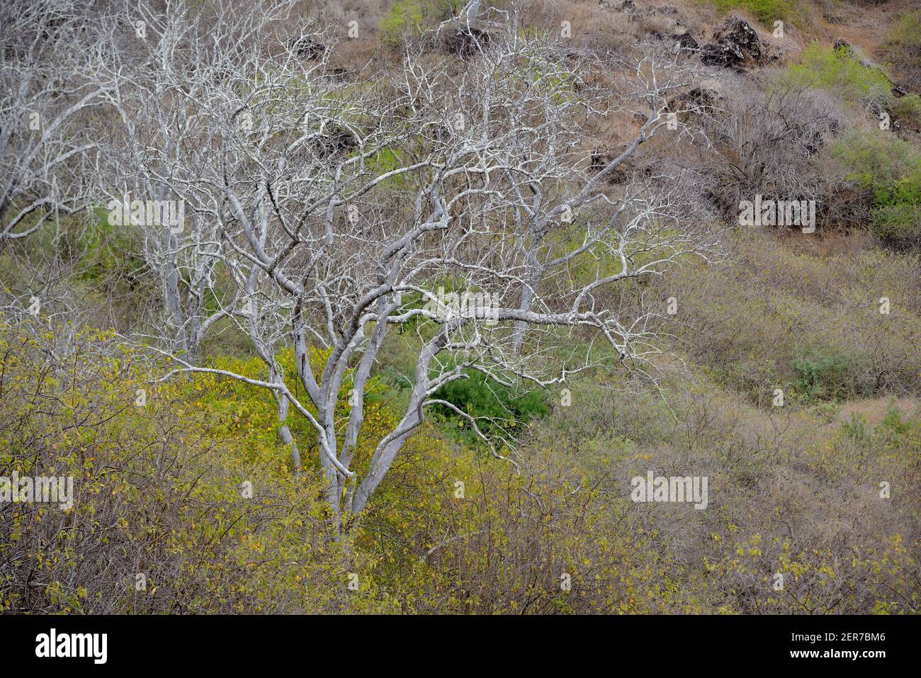 Palo Santo Tree (Bursera graveolens), île de Santiago, îles Galapagos, Équateur Banque D'Images