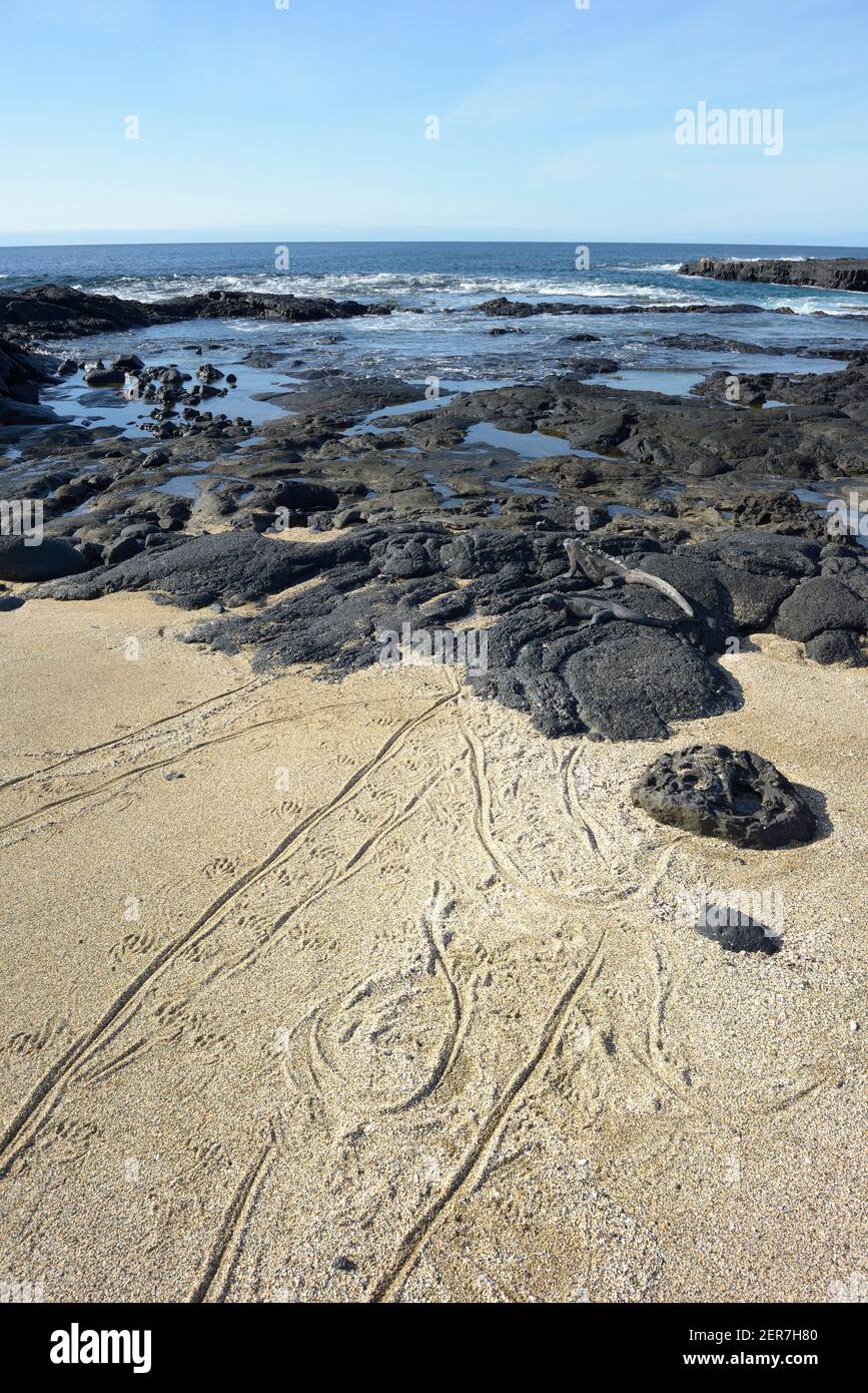 Iguana marine (Amblyrhynchus cristatus) avec des pistes dans le sable, Puerto Egas, île de Santiago, îles Galapagos, Équateur Banque D'Images
