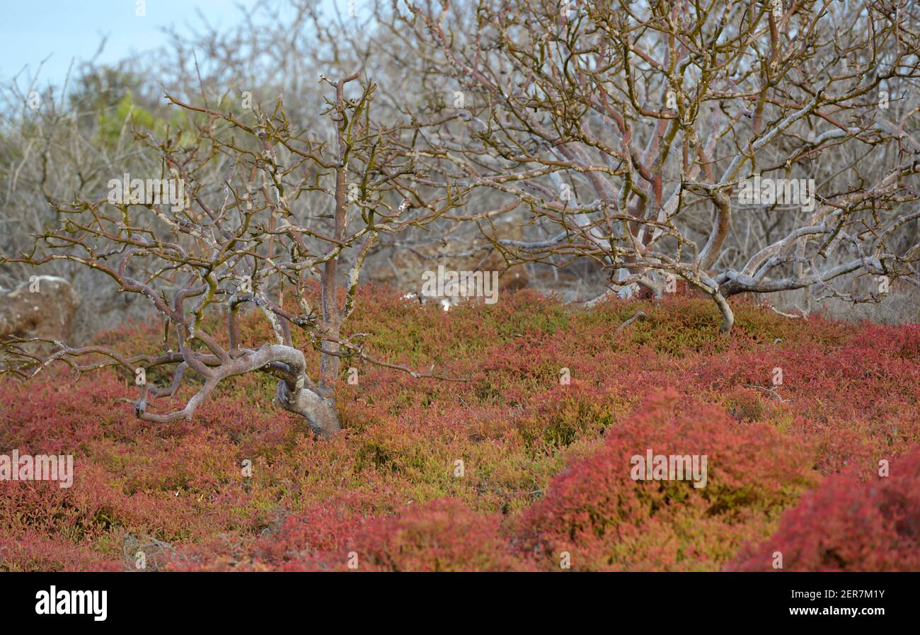 Les plantes de Sesuvium (Sesuvium edmondstonii) et les arbres de Palo Santo (Bursera graveolens). Île de Seymour Nord, Îles Galapagos, Équateur Banque D'Images